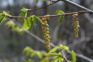 004 2023-04246777 Tower Hill Botanic Garden, MA